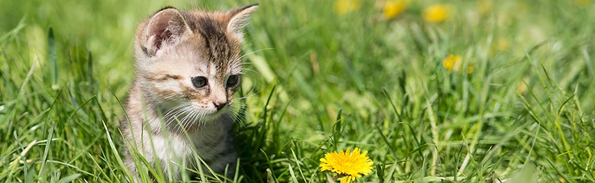 Mosquito Control for Cats