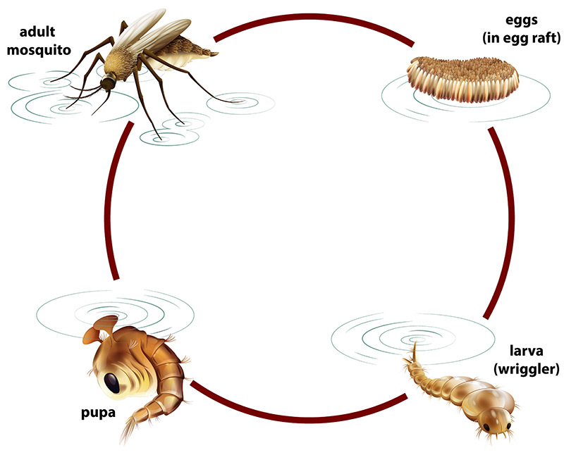 Mosquito Lifecycle