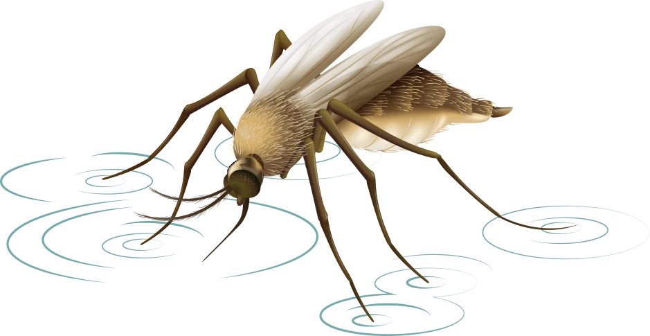 Illustration of a mosquito