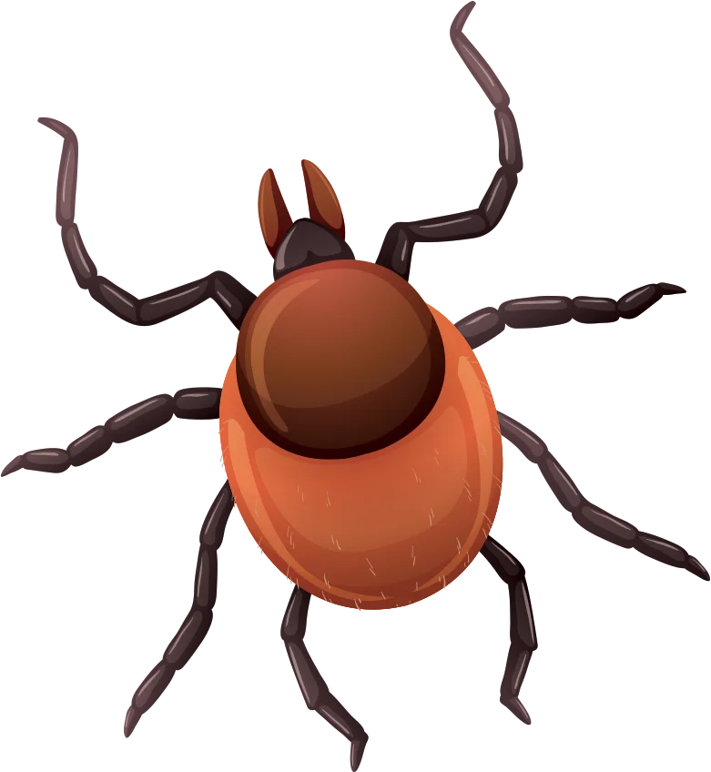 Illustration of a tick